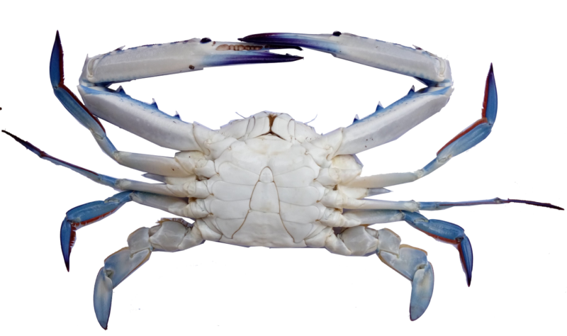 Blue swimming crab Crab seafood recommendation