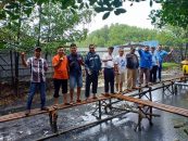 Blue Swimming Crab Harvest in Silvofishery Pond at BBPBAP Jepara, Jepara, January 27, 2019