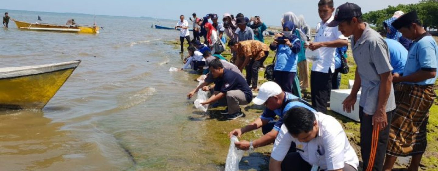 Blue Swimming Crab Seeds Restocking Collaboration Between PT Kemilau Bintang Timur and BPBAP Takalar, Maros, February 20, 2019