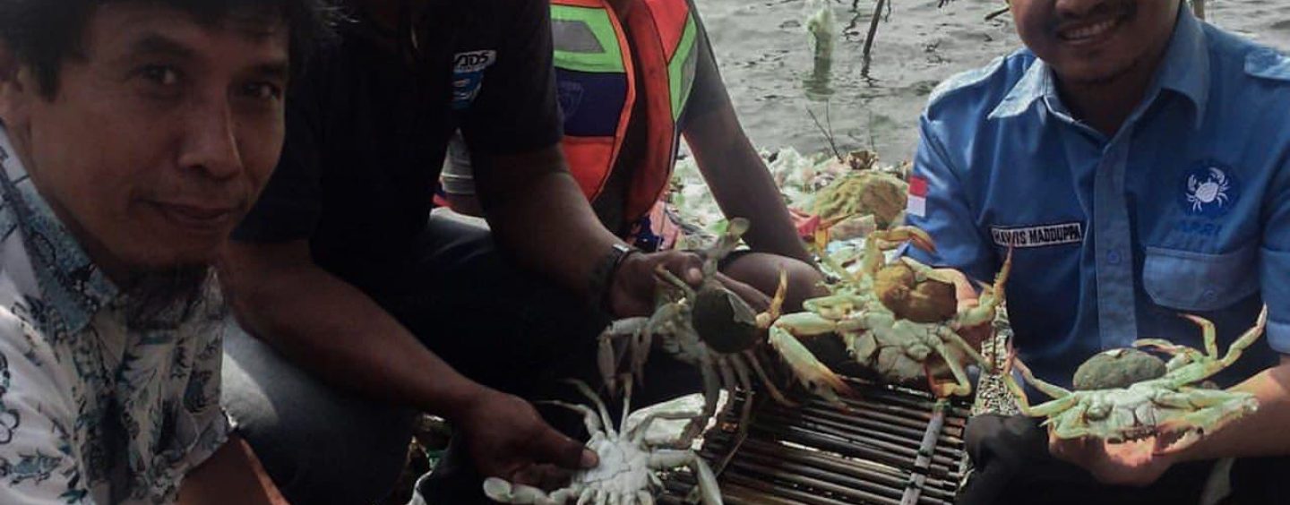 Application of “Crab Pot” to accommodate the Blue Swimming Crabs (BSC) that are caught laying eggs